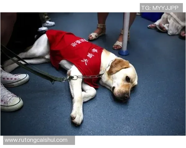 北京足球队逆袭之路的真实记录与感人故事分享